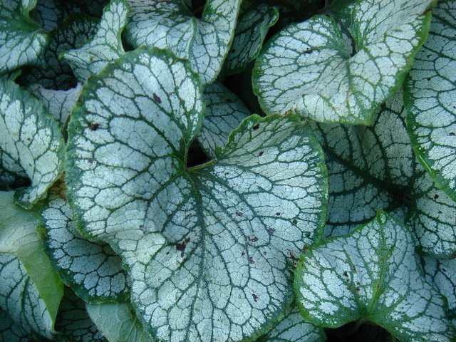 Brunnera macrophylla 'Jack Frost'